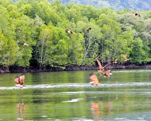 랑카위 맹그로브 수역 위를 웅장한 독수리들이 선회하며 급강하하여 사냥하는 장관을 연출하며, 독특한 생태 체험을 선사합니다.