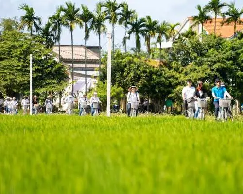 Tourists biking through Hoi An countryside, enjoying scenic rice fields and palm trees on eco-tour.