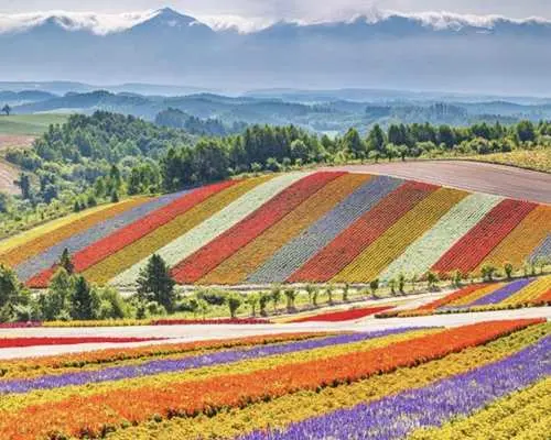 Hokkaido, Japan Private Private charter car Day Tour | Sapporo City/Asahikawa/Furano/Otaru/Noboribetsu/Lake Toya/Hakodate | Customized Itinerary | Chinese, Japanese and English-speaking Driver Support