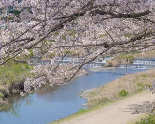 春日限定｜京都賞櫻10小時私人包車｜大阪／京都出發 伏見十石舟・醍醐寺・哲學之道吸睛亮點