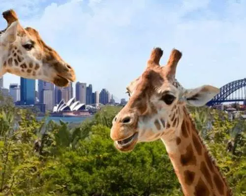 Tour ngắn ngày - Tham quan các địa danh nổi tiếng của Sydney trong 5 ngày | Ngắm nhìn từ trên cao Hẻm núi hùng vĩ, các công trình kiến ​​trúc đẳng cấp thế giới và Nhà hát Opera Sydney | Tối thiểu 2-8 người | Xe riêng, không ghép nhóm | Giá vé máy bay chưa bao gồm