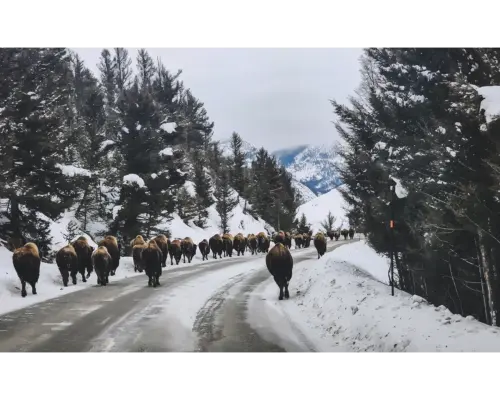 Tour du lịch 6 ngày đến xứ sở mùa đông Yellowstone