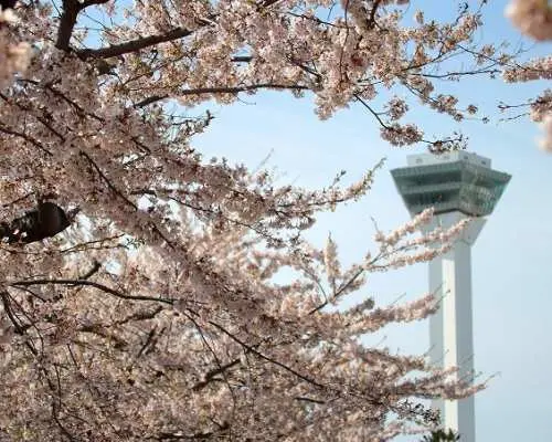 Hakodate & Hokuto Cherry Blossom Day Tour from Sapporo | Japan
