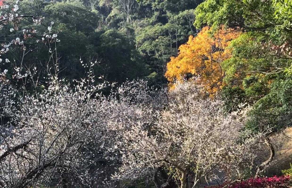 東勢林場春季盛開的白色花朵與秋季金黃楓葉交織，展現森林漫步的迷人景緻，感受台中大自然的芬多精洗禮。