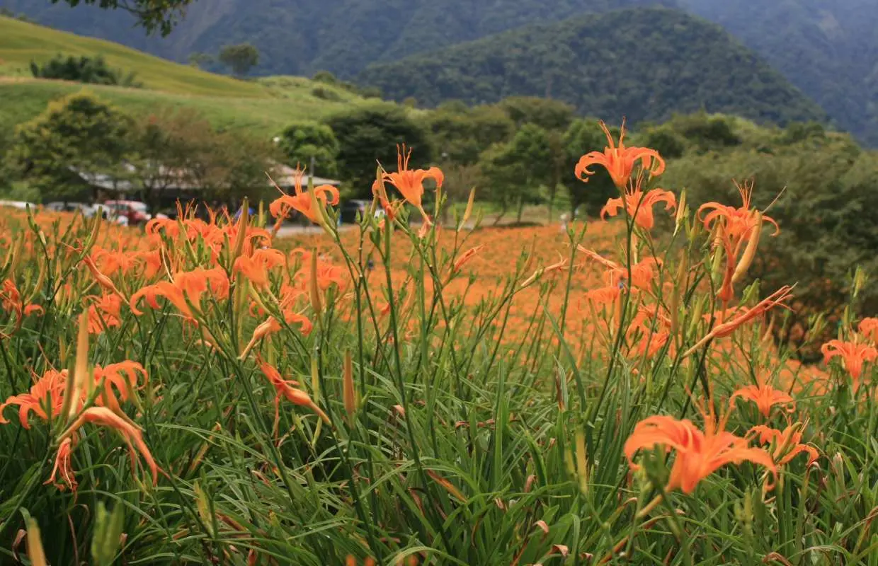 [Limited-time 10% Off] Taitung Charter Day Tour: Brown Avenue, Liushishi Shan Orange Daylilies, Sanxiantai & Chulu Ranch