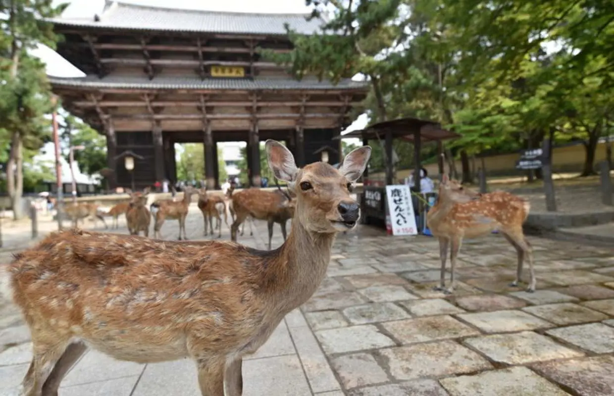 奈良観光タクシー｜奈良世界遺産コース・奈良公園＋春日山原始林｜3時間・市内送迎付き
