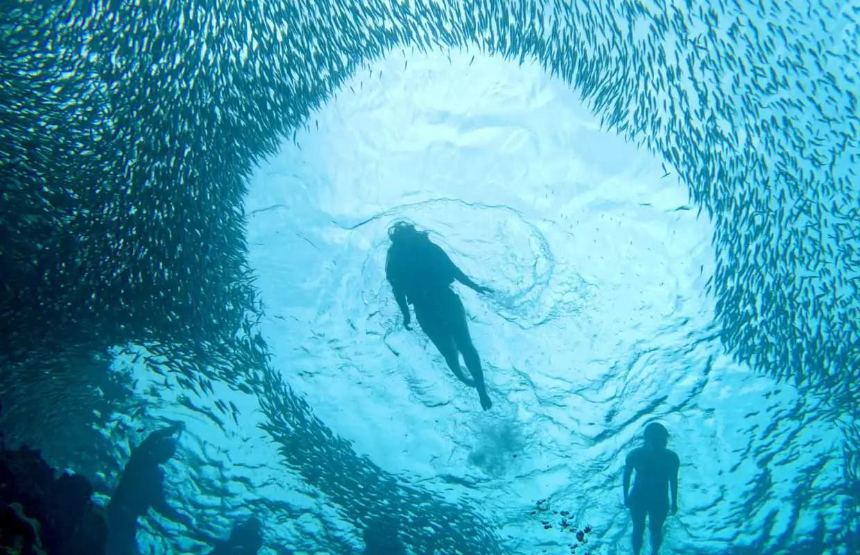 Sardine Snorkeling in Panglao with Roundtrip Transfer | Bohol