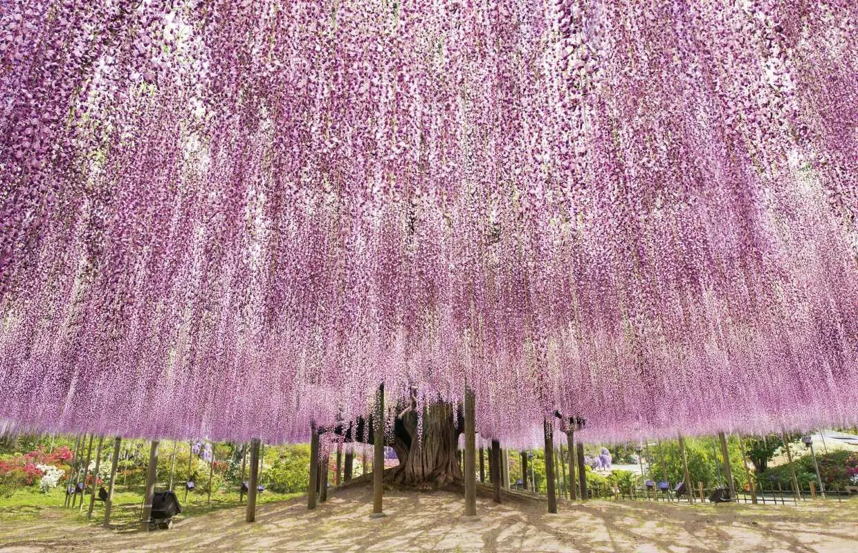Ashikaga Flower Park Tickets | Up to JP¥200 OFF | Tochigi