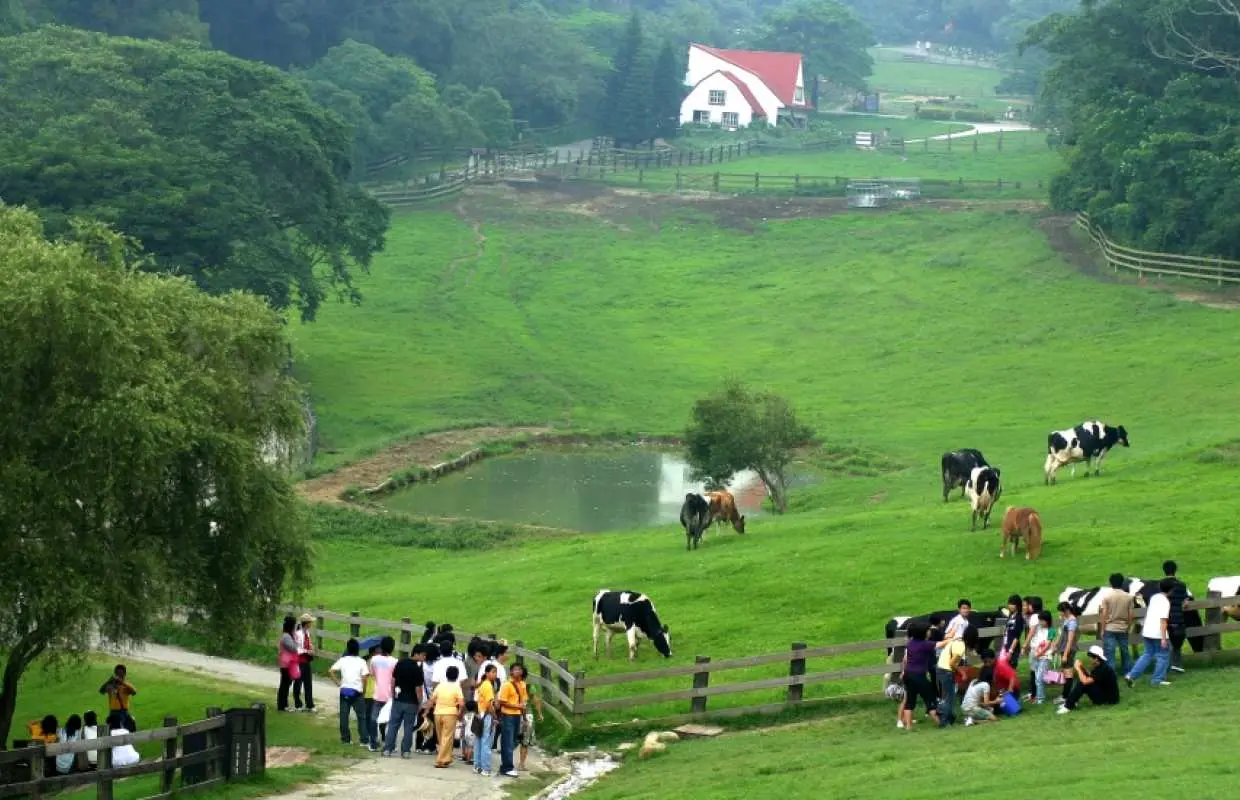 [One-day Private charter car] Miaoli, Taiwan | Travel with You | Miaoli Country | Feiniu Ranch | My Neighbor Totoro Station | Heart-shaped Highway | All-night Shrine | Family Travel
