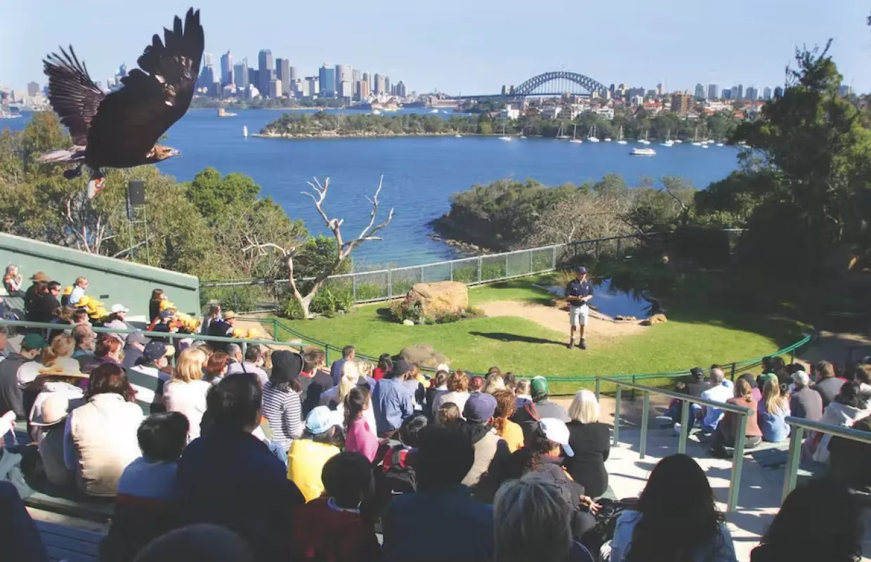 澳洲雪梨塔龍加動物園鳥類飛行秀，老鷹在觀眾上方展翅翱翔，背景為雪梨海港大橋與城市天際線，是門票行程一大亮點。