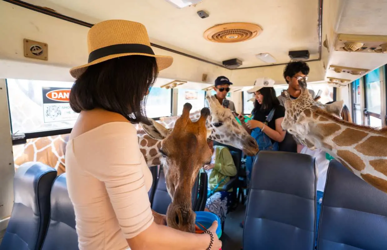 Visitors inside a tour vehicle at Kanchanaburi Safari Park, closely feeding friendly giraffes, experiencing unique wildlife interaction on this exciting day trip.