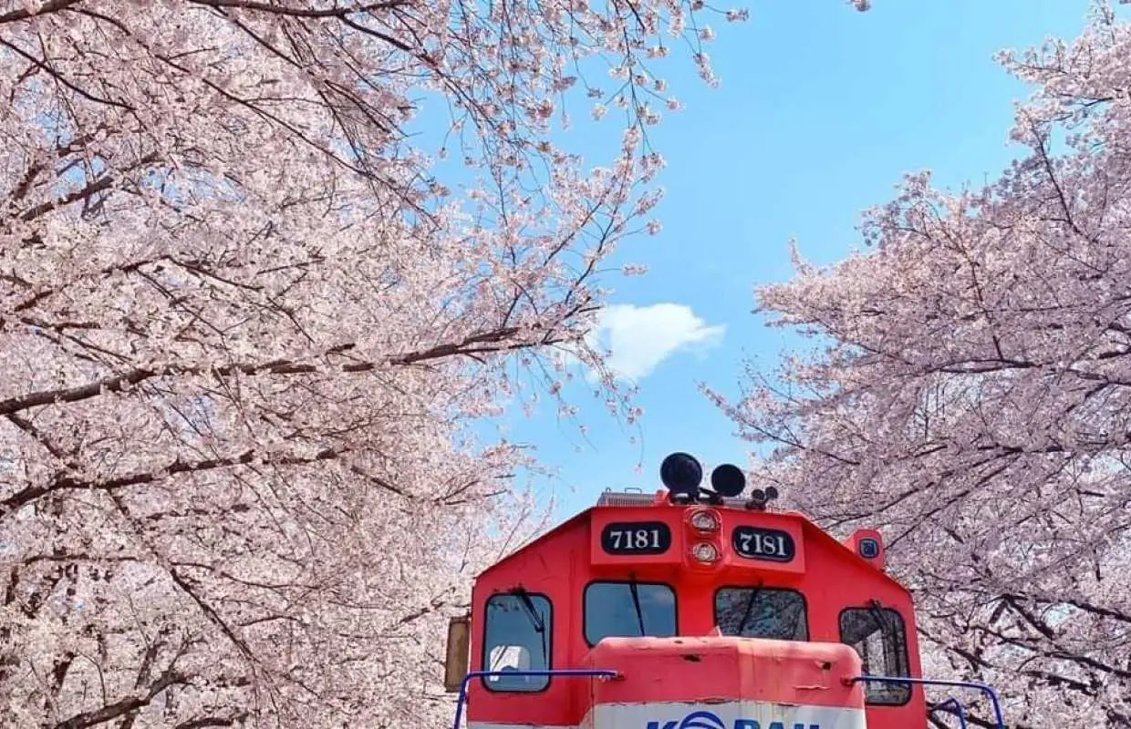 【韓國】鎮海軍港節．慶和火車站＆余佐川櫻花道｜浪漫鐵道賞櫻一天團｜釜山出發
