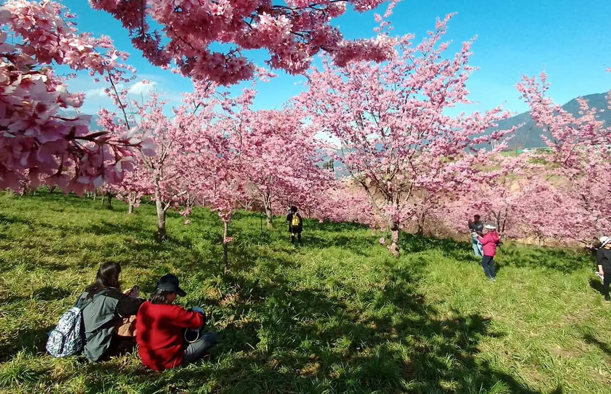 ฤดูดอกซากุระปี 2025 |ฟาร์ม Taichung Fushoushan Qianyingyuan & Tianchi & Lishan บริการรับส่งหนึ่งวัน | ออกเดินทางจากไทเป/อี๋หลาน