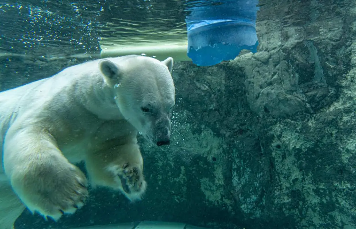 日本北海道｜旭山動物園・富良野美瑛・青池巴士一日遊｜札幌出發