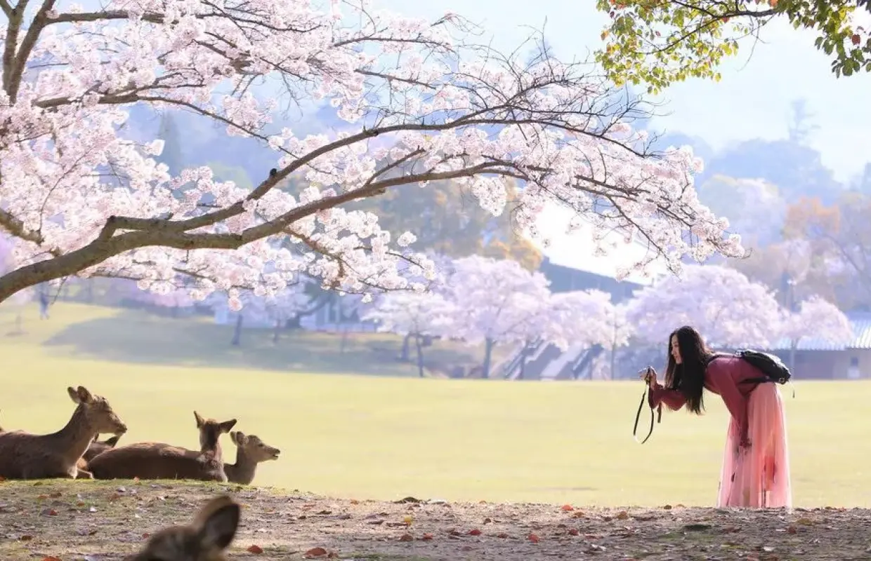One-day Kansai Region Chartered or Customized Tour｜Osaka, Kyoto, Kobe, and Other Regions | Japan
