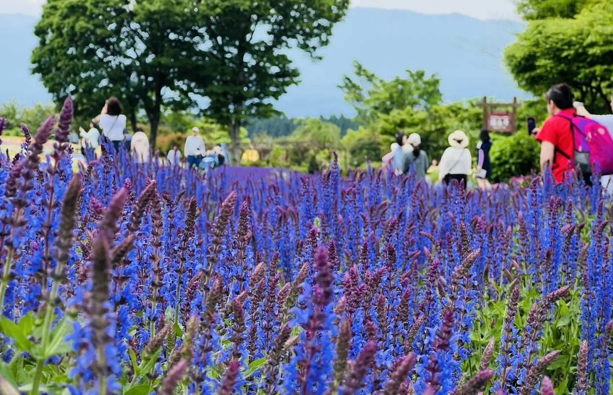 Visitors stroll through a vibrant field of purple salvia flowers at Kuju Flower Park in Oita during summer, enjoying the scenic beauty of the Kuju region.