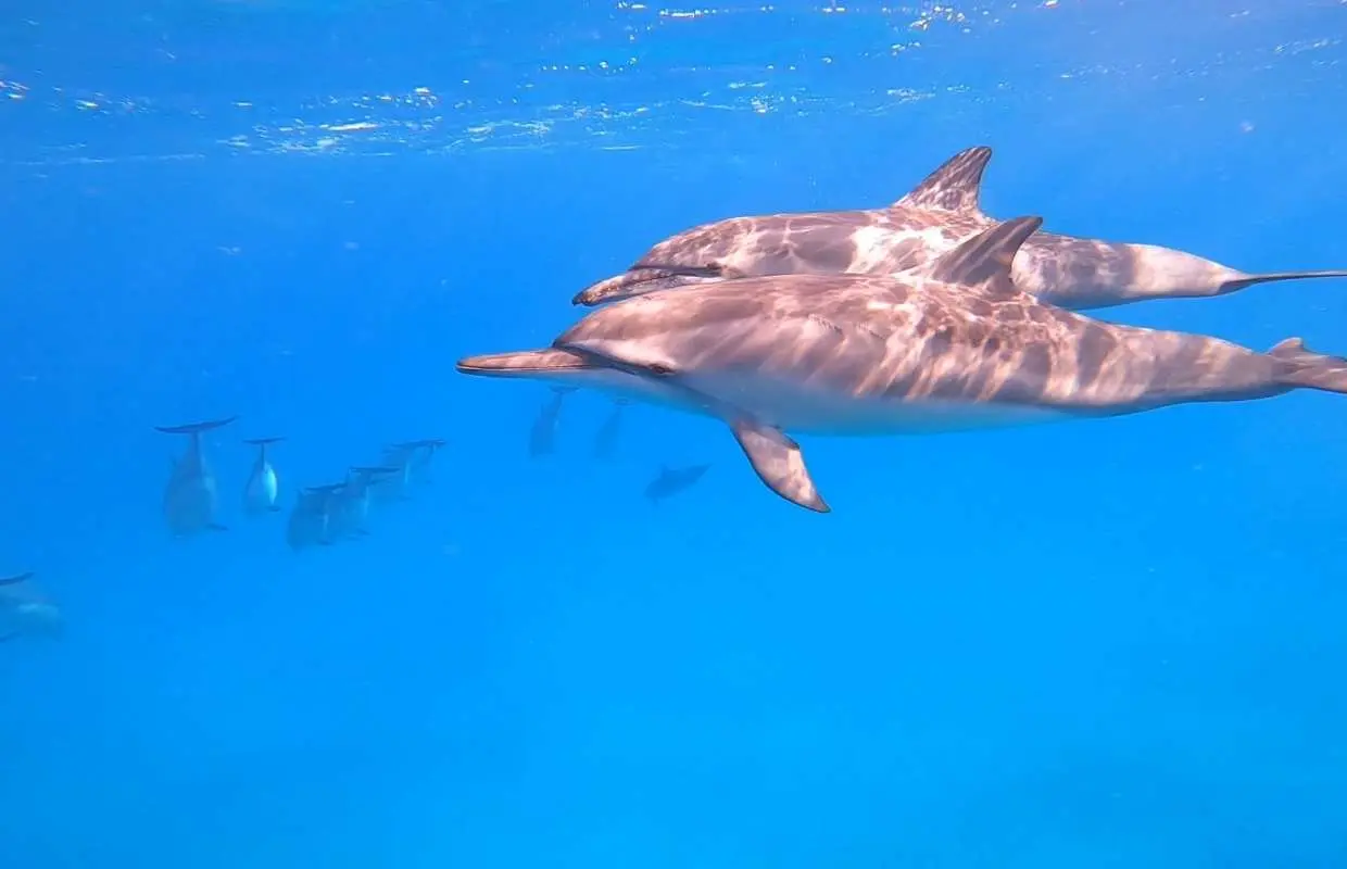 ハワイ、西オアフ島のクリスタルクリアな青い海を優雅に泳ぐ2頭の遊び心あるイルカ。プライベートシュノーケリングツアーで感動的な海洋生物との出会いを約束します。