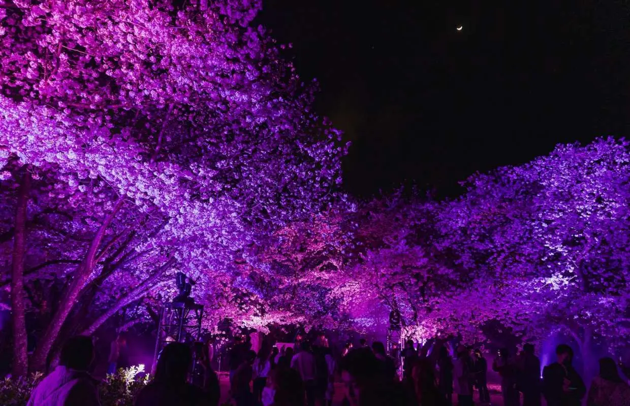Fukuoka Castle Sakura Festival [Special Illumination Area] Admission Ticket (Fukuoka Prefecture)