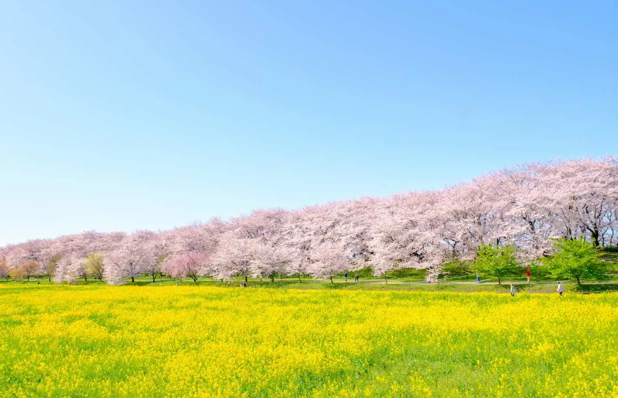 【北関東四大花畑巡り】権現堂「千本桜トンネル」＆古川「桃花まつり」＆紫栗の花絨毯＆栃木県の桜名所「天王ヶ丘」｜新宿発