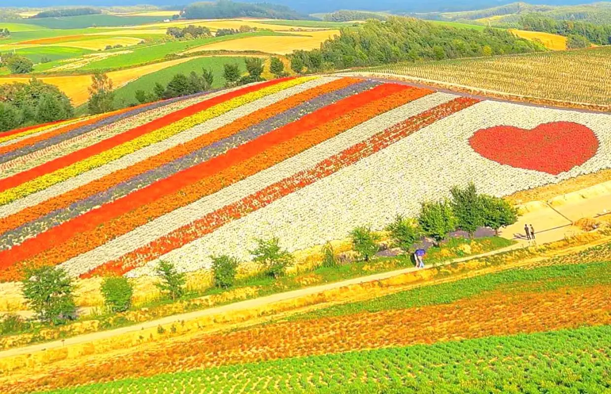 [Summer Limited Time Offer | Includes Shikisai-oka Admission + Flower Field Tractor Tour] Hokkaido Biei-Furano Day Trip | Shikisai-oka & Shirogane Blue Pond & Shirahige Falls & Farm Tomita | English & Chinese Service | Round Trip from Sapporo