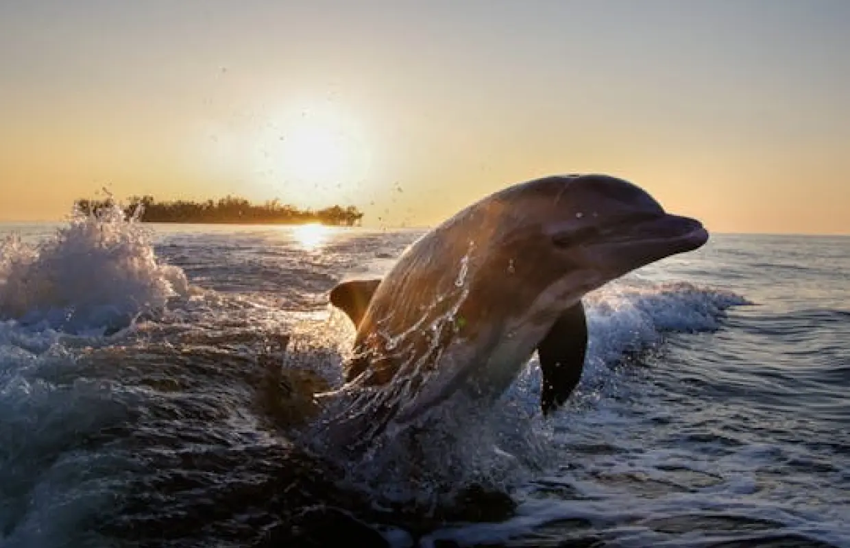 Marco Island 10,000 Islands boat and beach excursion