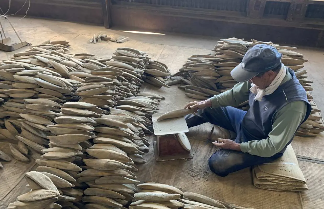 A worker at the Kagoshima Ibusuki katsuobushi factory carefully inspects piles of smoked bonito blocks, showcasing the traditional crafting process.