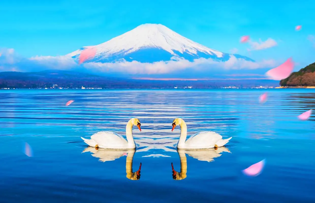 富士山双湖温泉一日游 | 富士山五合目or新仓山浅间公园・河口湖大石公园・山中湖泡温泉or白鸟号游船 | 东京出发