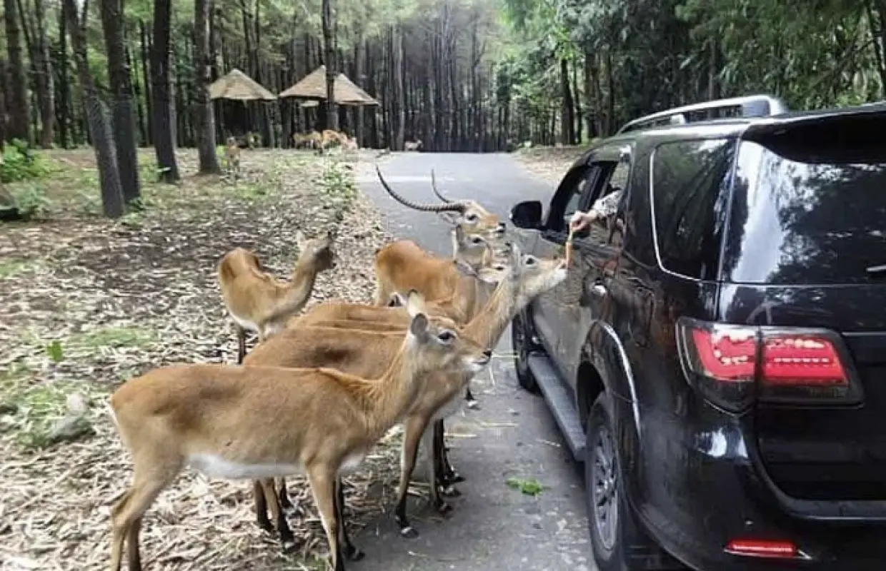 雅加達茂物塔曼野生動物園私人一日遊