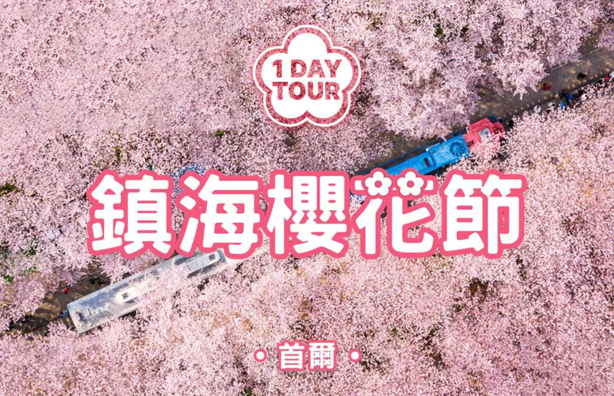 [早鳥優惠] 2025 韓國鎮海賞櫻一日遊 | 鎮海軍港節賞櫻&余佐川櫻花徑&慶和火車站 （首爾出發）