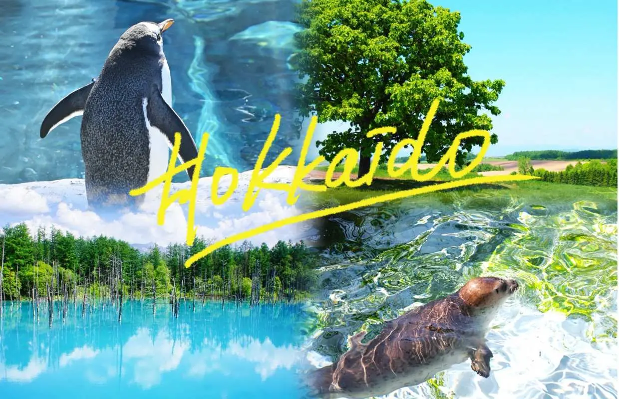Hokkaido Day Tour from Sapporo: Asahiyama Zoo, Shirahige Waterfall, Biei & Nigle Terrance/Blue Pond