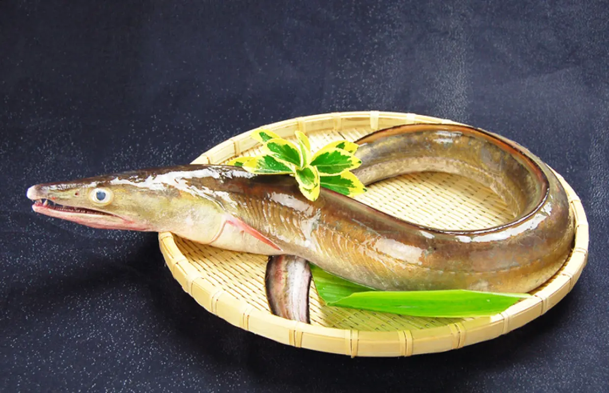 Fukui City, Fukui Prefecture | Sushi Takino Kawa（滝の川 福井御幸店）| Seat Reservation Only