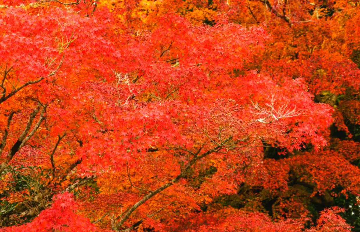 日本比叡山秋季赏枫一日游，满山遍野的鲜艳红叶与橘黄色枫叶，展现秋季限定的壮丽景色。
