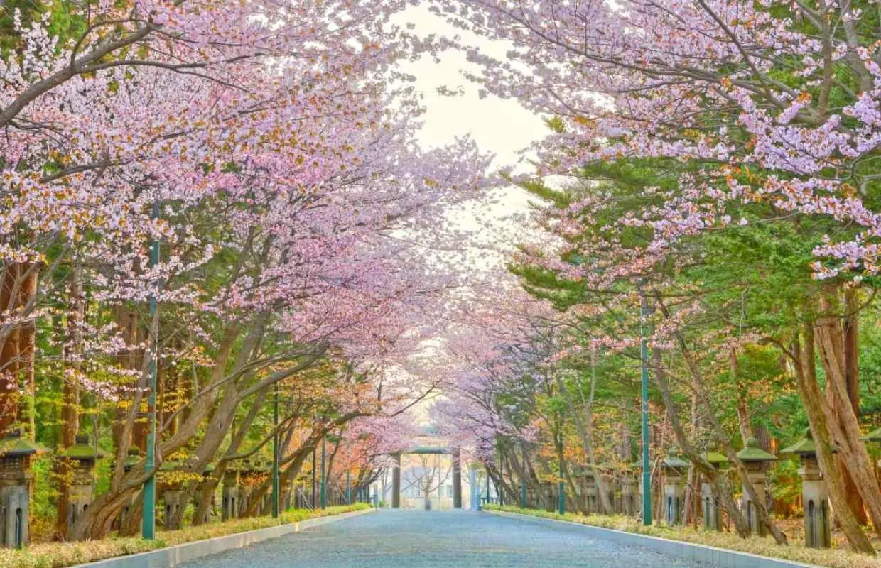 【Hokkaido, Japan Sightseeing Day Trip】Hokkaido Shrine/Island Mui Coast & Cape Shakotan Kamui & Otaru & Shiroi Koibito Park | Departing from Sapporo