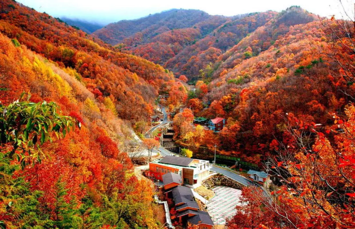 Day Tour Tham Quan Vườn Quốc Gia Sobaeksan Và Trải Nghiệm Mancheonha Sky Walk (Từ Seoul)