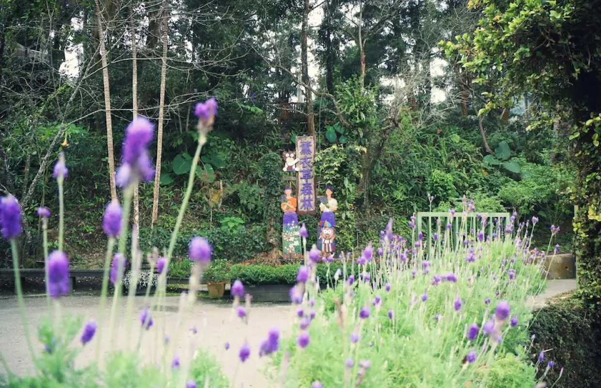 【台中必去網紅景點】台中市區－薰衣草森林來回接駁專車