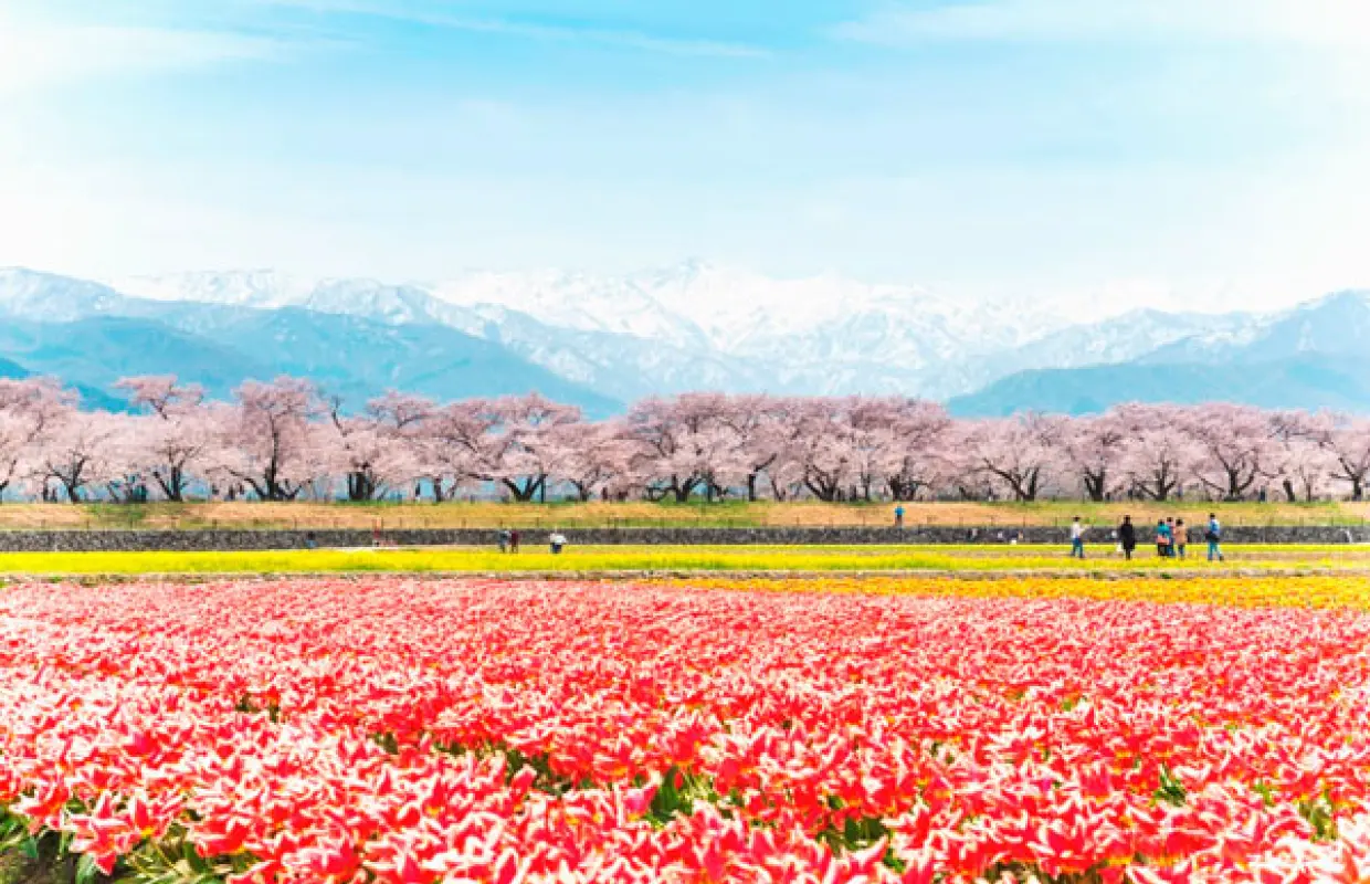 【日本旅遊】花現北陸～新穗高纜車、合掌村兼六園、朝日町四重奏、能作觀光工廠五日
