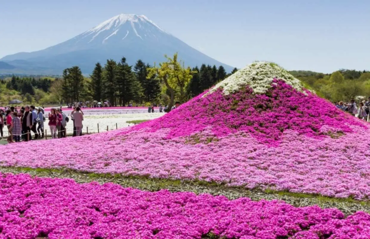 A day trip to two lakes near Mt. Fuji, Japan: Kawaguchiko Fuji Shibazakura Festival, Lake Yamanaka Hakucho Cruise, Mt. Fuji 5th Station / Asama Park [Seasonal Limited Time Only, Departure from Tokyo/Shinjuku]