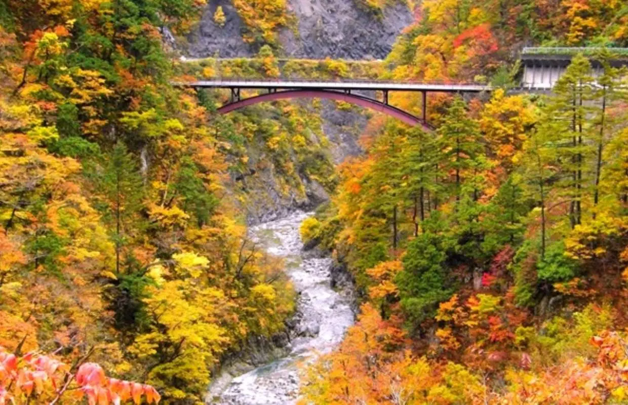 秋の白山国立公園、渓流にかかるアーチ橋と、金色や緑に染まった紅葉が織りなす白山白川郷ホワイトロードの壮大な秋景色。