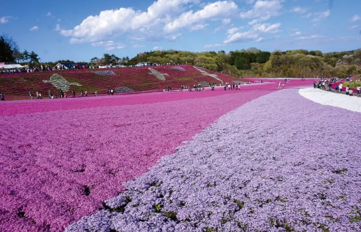 【日本旅遊】東京春天花開時～紫藤戀芝櫻、海濱粉蝶花、日光湯泉美地、輕井澤森呼吸五日