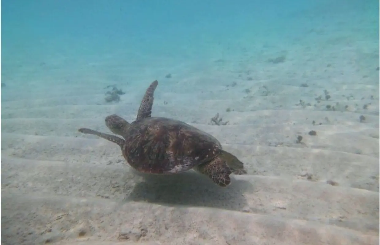 【鹿兒島、與論島】在百合之濱乘坐玻璃底船觀賞海龜“LOOK海龜之旅”