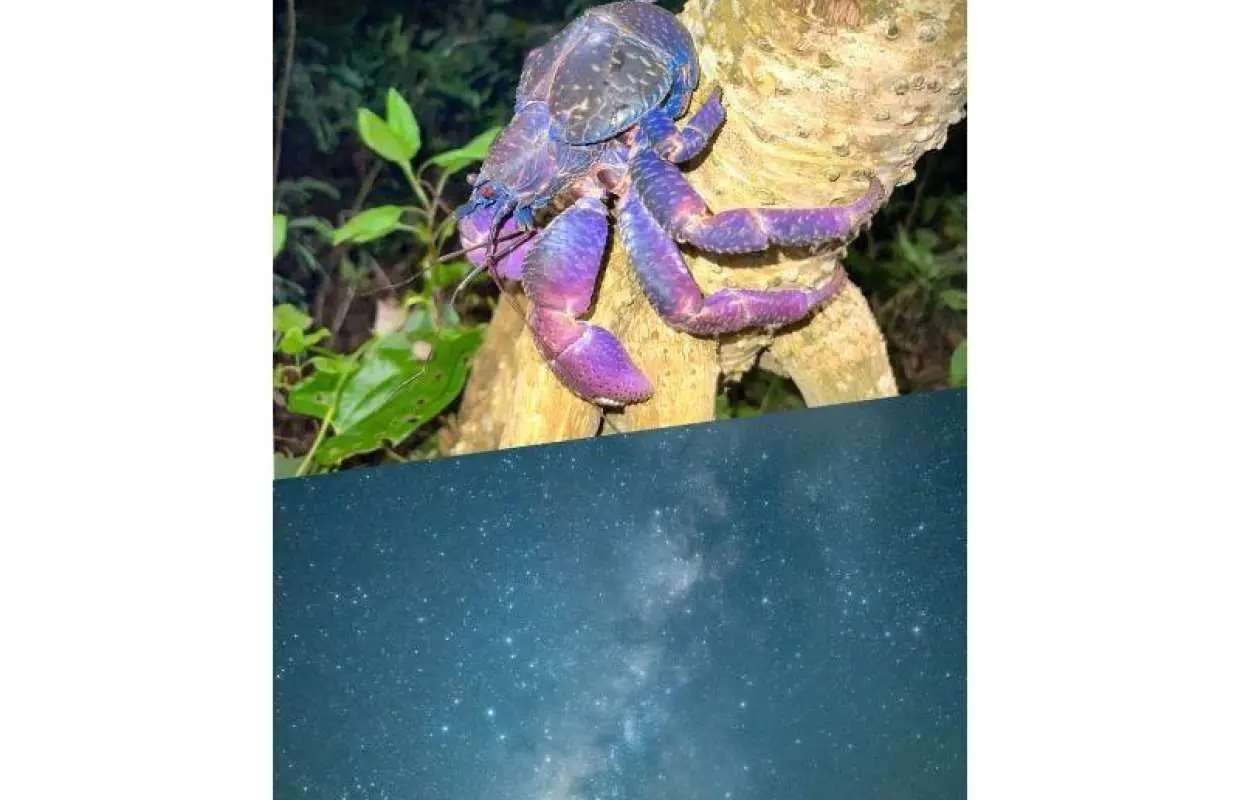 Miyakojima Jungle & Starry Night Tour with High Coconut Crab Encounter Rate ★ Same-day tour available! All photos will be given as a free gift!