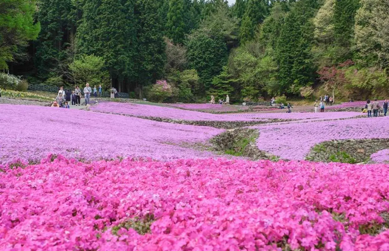 大阪往返|神戶賞櫻一日遊|神戶三田·芝櫻花毯+出石城下町+白井大町藤公園|春季限定包含入園費