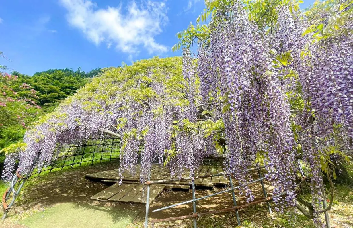 福岡・北九州日帰りお花見ツアー｜季節限定ツアー：河内藤園・藤のトンネル、小倉城庭園、海の中道海浜公園、宮地嶽神社光の道、アウトレット北九州（博多発）