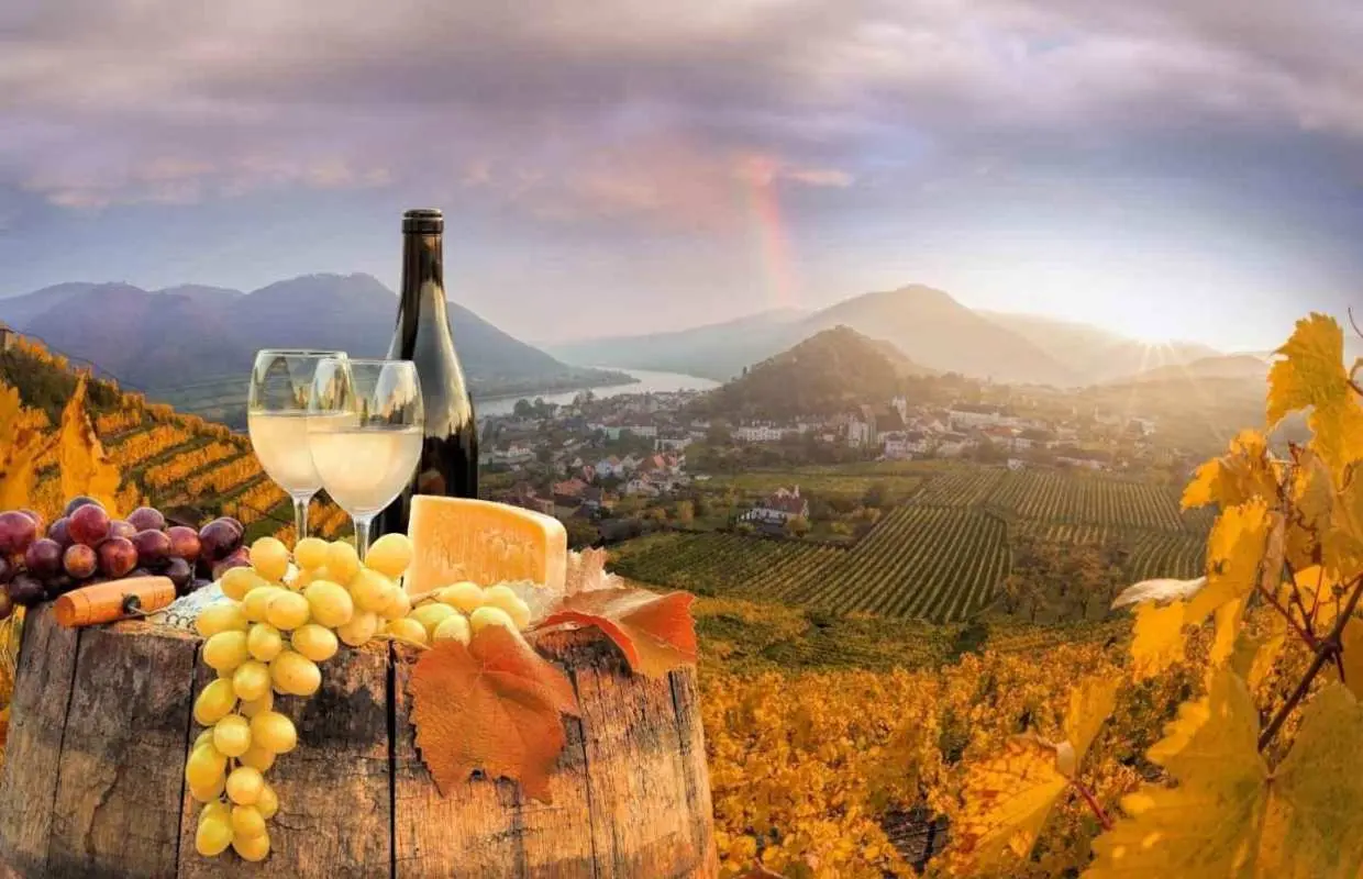 Vienna: Winery and Wine Tasting Tour with a Wine Expert｜Austria