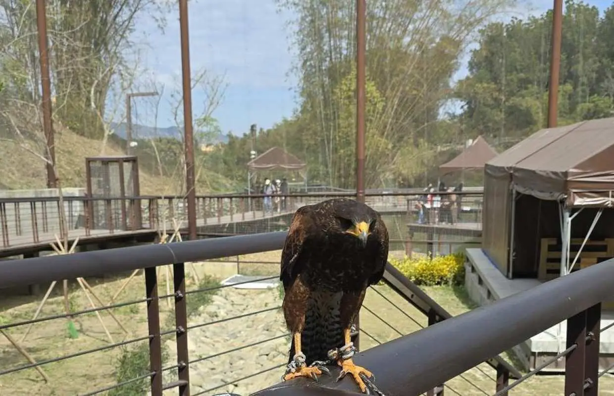 Add-on High Speed ​​Rail tickets for Up to 25% Off| Family Fun Season | Kaohsiung 2-Day Tour | Kaohsiung Wild Forest Animal School Tickets & Shoufu Hotel & High Speed ​​Rail Round Trip Tickets | High Speed ​​Rail Holidays