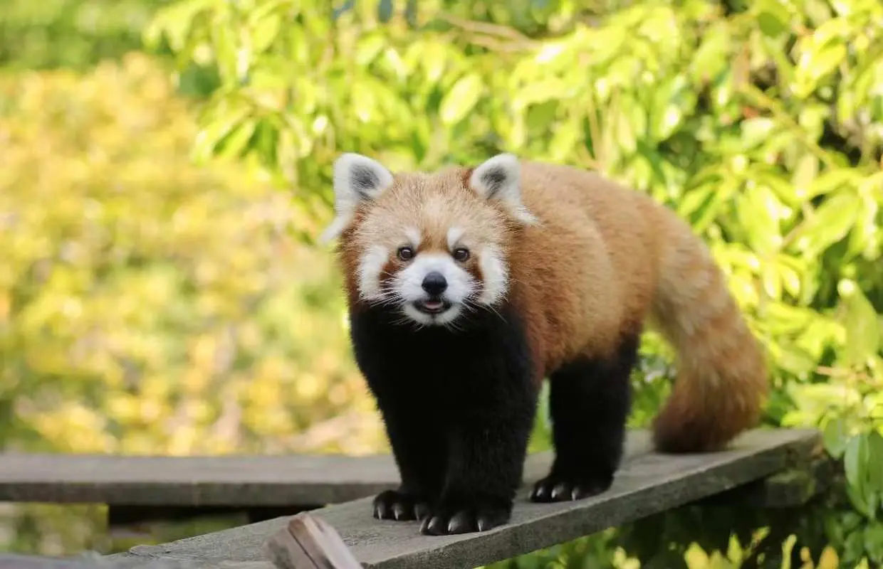 日本石川｜石川動物園 入場門票