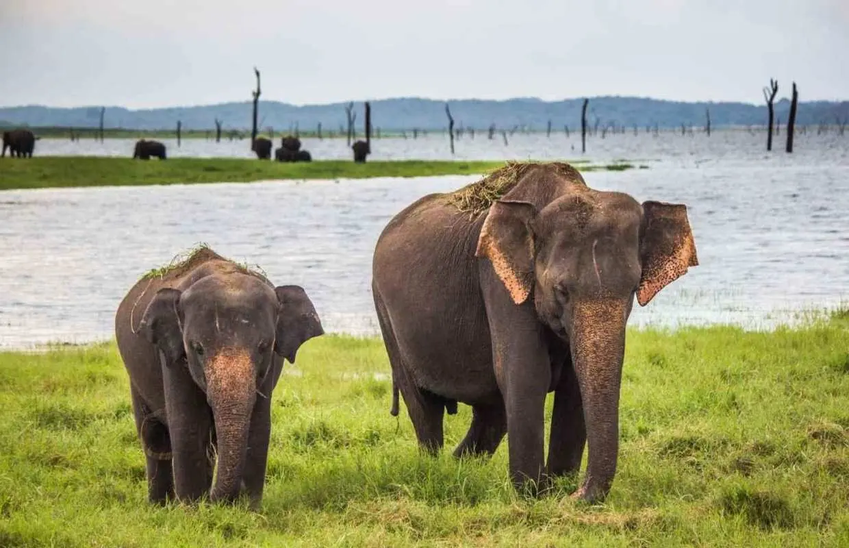 1-Day Tour of Both Yala and Udawalawe National Parks｜Sri Lanka