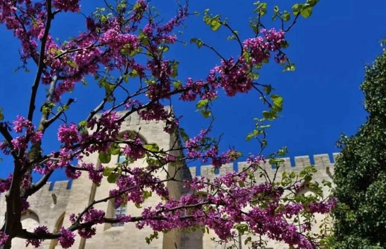 Avignon: Around The Palace Tour｜France