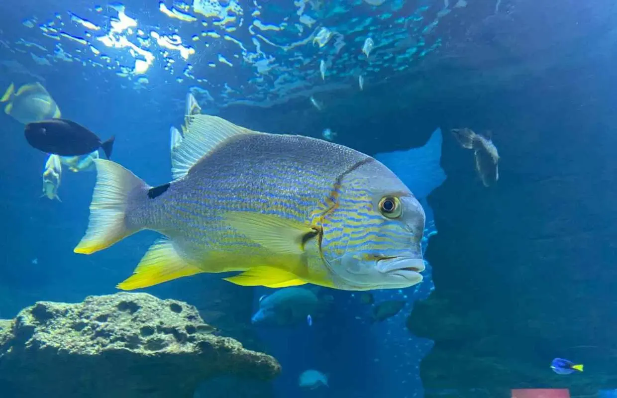 パリ：パリ水族館、深海の驚異へのダイブ｜フランス