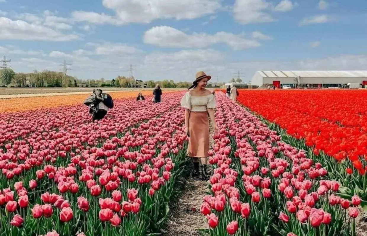 Amsterdam: Tulip Farm Visit, Keukenhof, and Windmill Cruise｜Netherlands